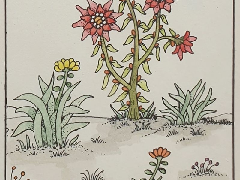 Six flowers 2