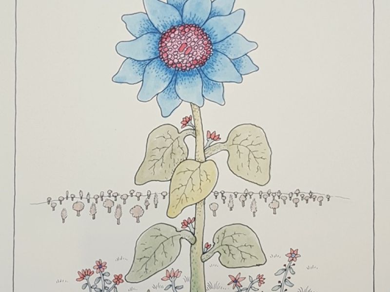 Blue sunflower