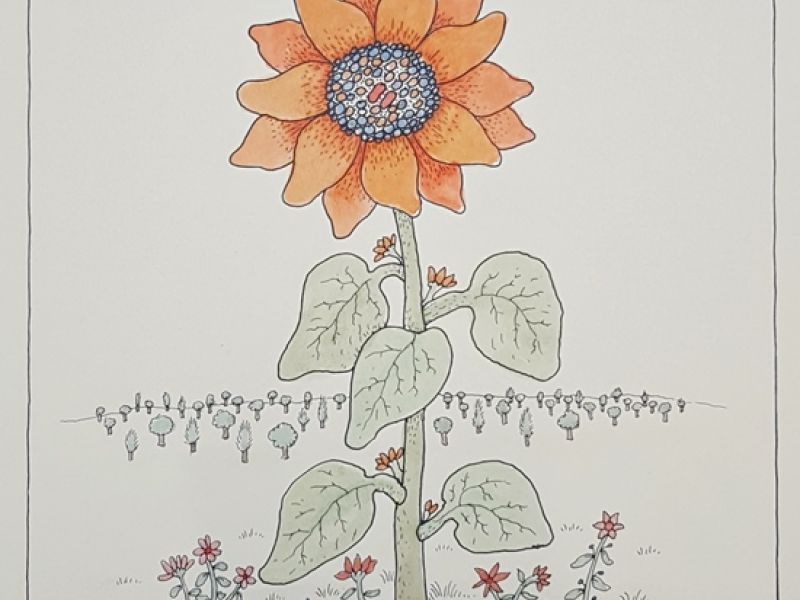 Sunflower