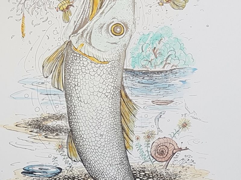 Fish XIV