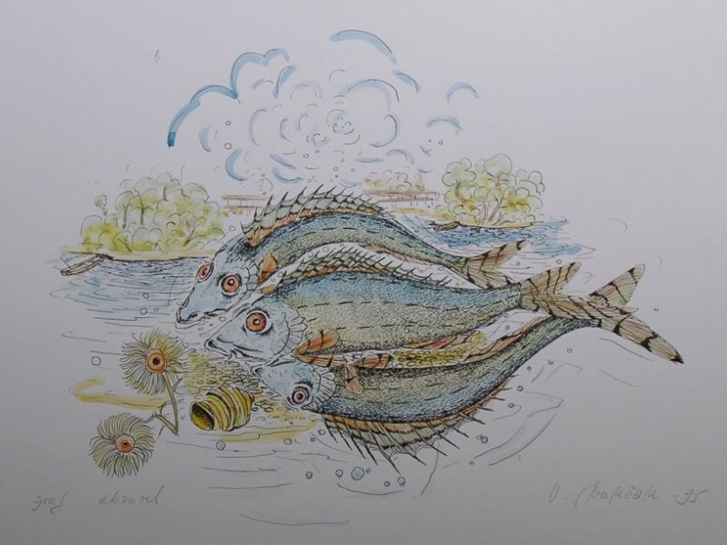 Fish III