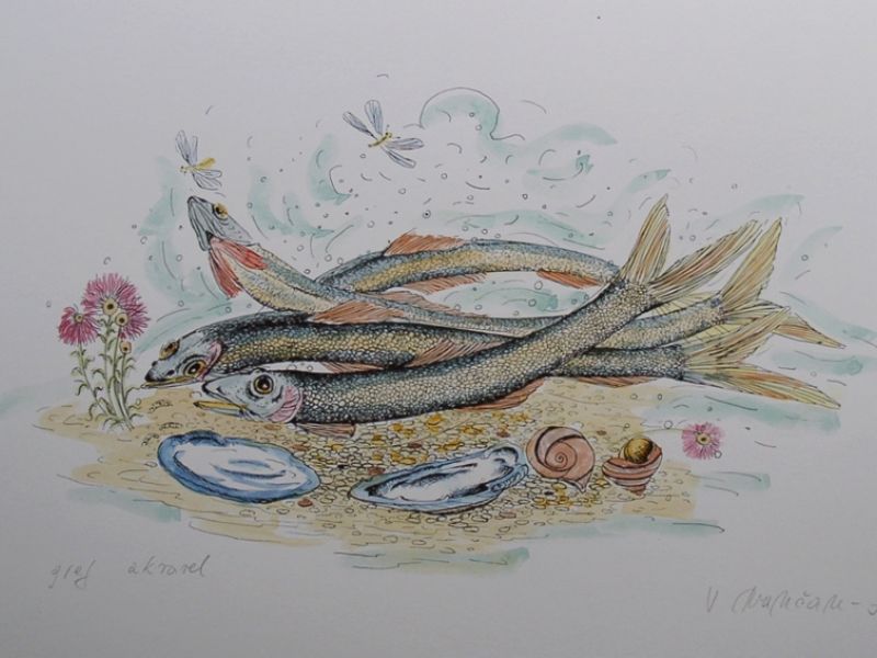 Fish V
