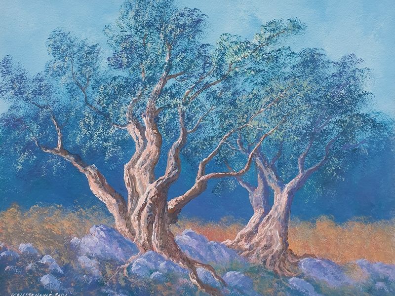 Olive trees 2117