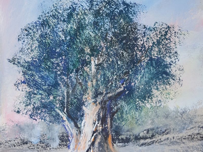 Olive tree 816