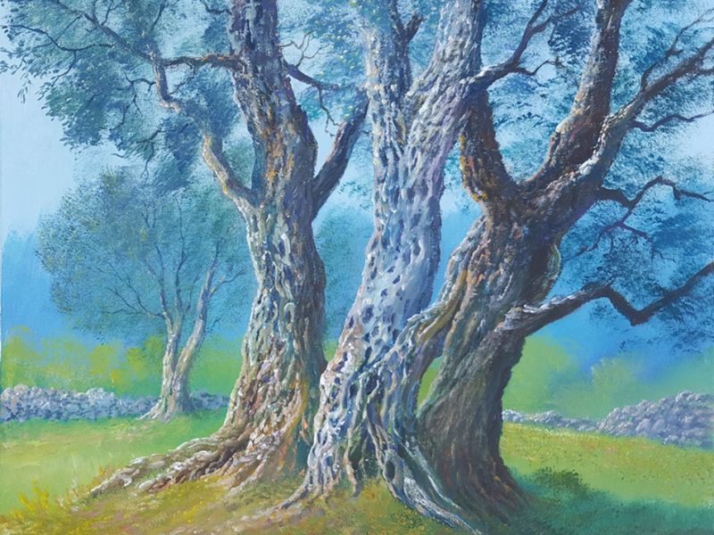 Olive trees 818