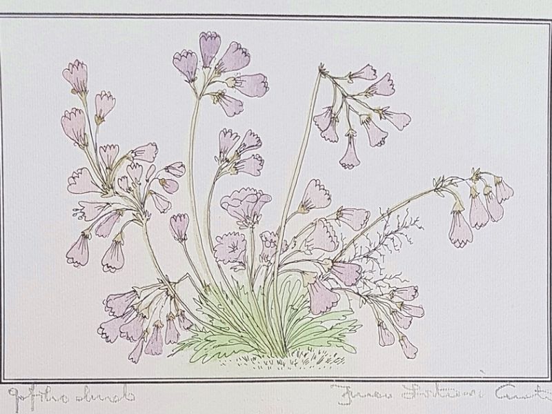 Bells purple