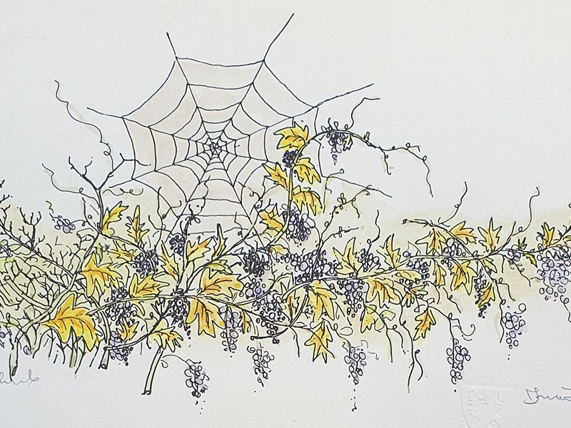 Webbed up vines I