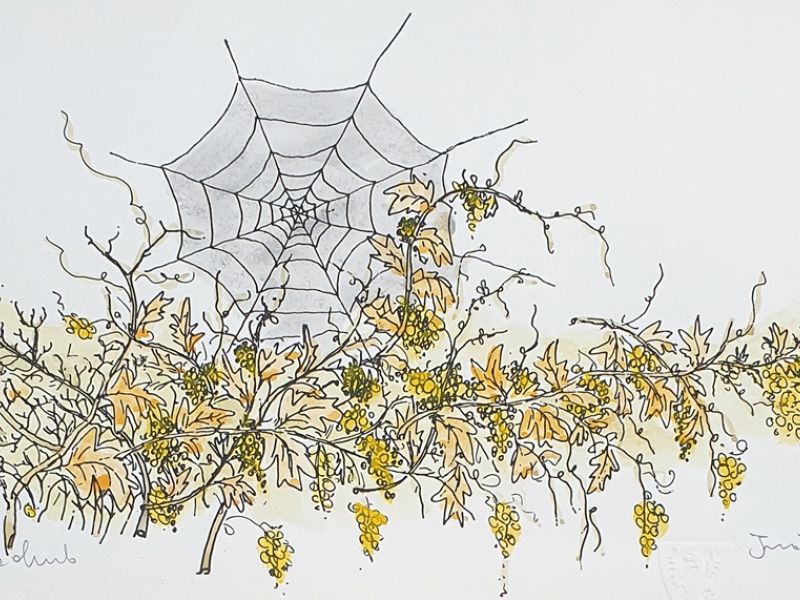Webbed up vines II