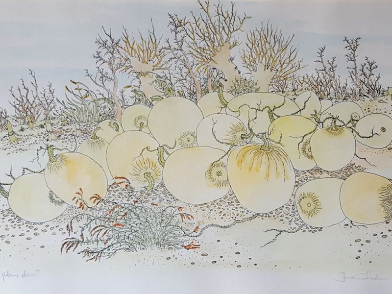 Gourds in the field A