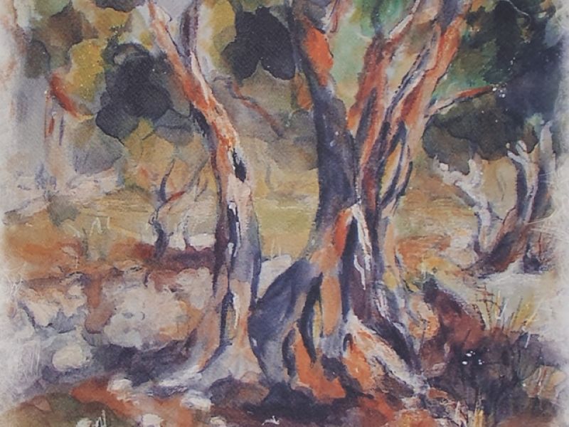 Old olive tree