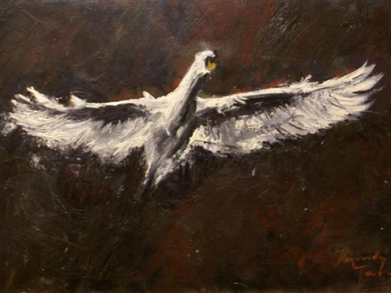 Seagull