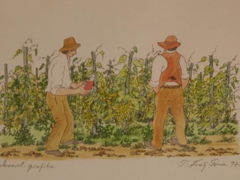 U vinogradu